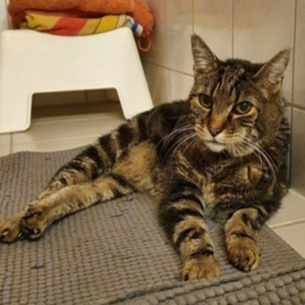 Kurzhaar-Katze Burzel, im Tierkrematorium eingeäschert