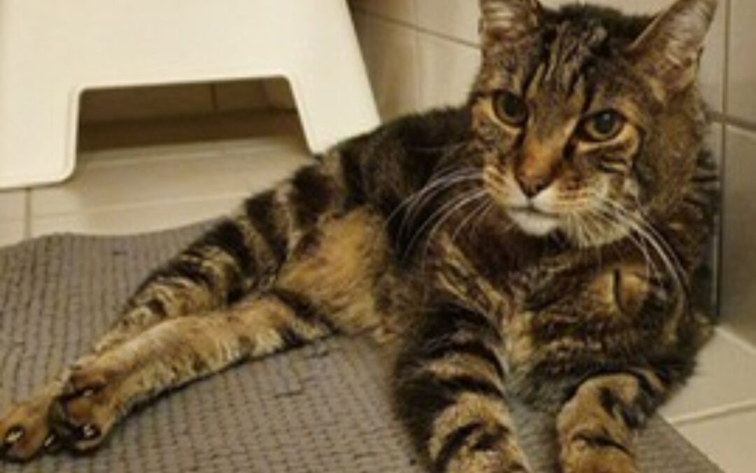 Kurzhaar-Katze Burzel, im Tierkrematorium eingeäschert